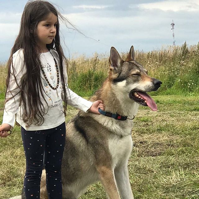 Волчья собака и дети