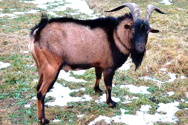 Чешская порода коз: описание, характеристики, продуктивность, содержание и отзывы
