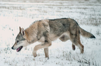 Чехословацкий влчак или Волчья собака